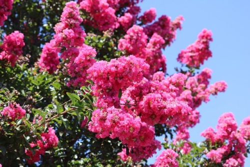 UCCE Master Gardener Photo of Crape Myrtle