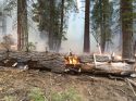 Douglas Fire