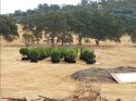 CCSO Evidence Photo Heiser Canyon Illegal Grow, Pre-eradication, Aug 2 2017