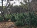 CCSO MET illegal grow eradication photo Sept 21 2017
