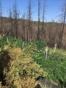 Nikki Trail Site of Eradication Sept 15 2017