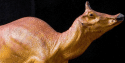 Augustynolophus morrisi