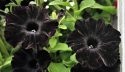 Black Petunia