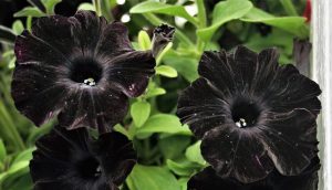 Black Petunia