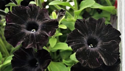 Black Petunia