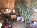 CCSO Bald Mountain Road West Point Marijuana Enforcement Operation Oct 12 2017