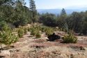 CCSO Bald Mountain Road West Point Marijuana Enforcement Operation Oct 12 2017