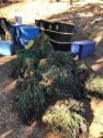 Marijuana eradicated - S Railroad Flat Rd, Mountain Ranch