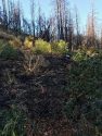Marijuana grow abated from Avenue A, Mountain Ranch