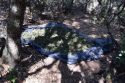 Marijuana grow eradicated - Andreas Vista Dr, San Andreas