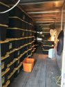 Totes containing marijuana seized during search warrant - Rim Rock Valley Road, Mountain Ranch