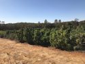 Calaveras County Cannabis Eradication Operation Oct. 4-5 2017