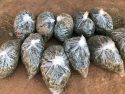 Calaveras County Cannabis Eradication Operation Oct. 4-5 2017