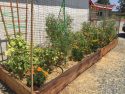 Chinese Camp El school garden planted by students