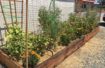 Chinese Camp El school garden planted by students