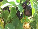 Eggplant Ophelia growing at Chinese Camp El school garden