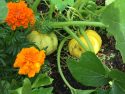 Mini pumpkins ready to harvest