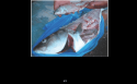 Predation of juvenile o.mykiss aka steelhead trout