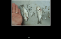 Juvenile salmon predation by sub-legal striped bass