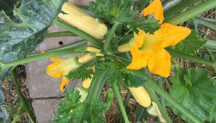 Yellow squash growing abundantly in Tuolumne Community Garden