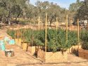 Calaveras County Pot Bust