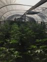 Calaveras County Pot Bust