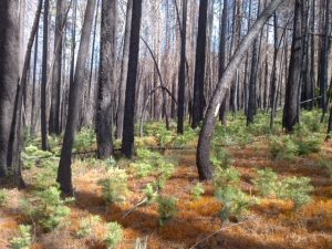 Photo by the National Audubon Society and the John Muir Project