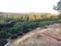 Independence Cemetery Road Grow Eradication Oct 31 2017