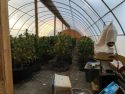 Independence Cemetery Road Grow Eradication Oct 31 2017