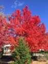 Fall Colors In Mother Lode