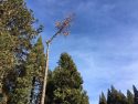 Caltrans tree crew fells giant ponderosa pine on Highway 4 Arnold Dec 28 2017