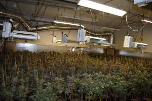Illegal Marijuana Grow In Valley Springs