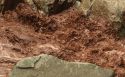 Calaveras River Water Appears Like Chocolate Milk