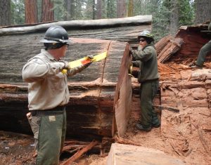 Fallen Pioneer Cabin Tunnel Tree in Calaveras Big Trees State Park