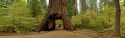 Pioneer Cabin Tunnel Tree in Calaveras Big Trees State Park