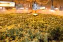 Pot plants seized