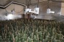 Pot plants seized