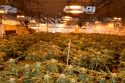 Valley Springs pot bust 1-11-18