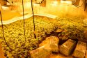Valley Springs pot bust 1-11-18