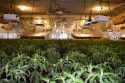 Indoor marijuana grow in Valley Springs