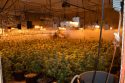 Valley Springs pot bust