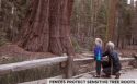 Mariposa Grove of Giant Sequoias restoration project at Yosemite