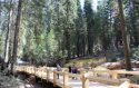 Mariposa Grove of Giant Sequoias restoration project at Yosemite