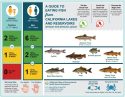 State fish eating recommndations