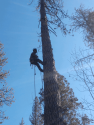 Tree Removal