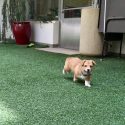 First Dog Calousa Brown
