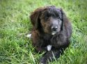 Deputy First Dog Cali Brown