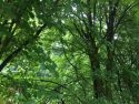 Forest Photo