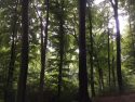 Forested land