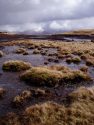 Francie McGowan, Irish Moss 1